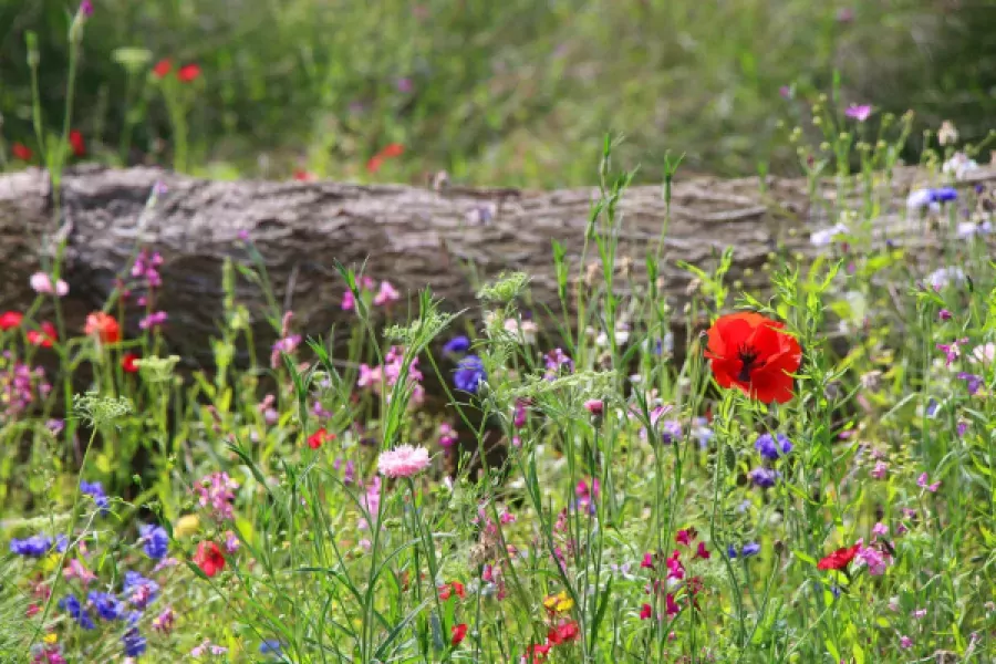 Waarom zou je veldbloemen zaaien?