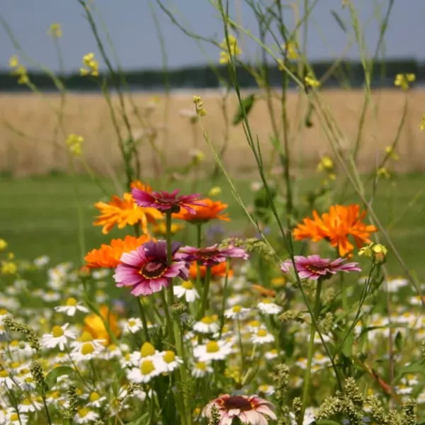 Welk veldbloemenmengsel kies ik?