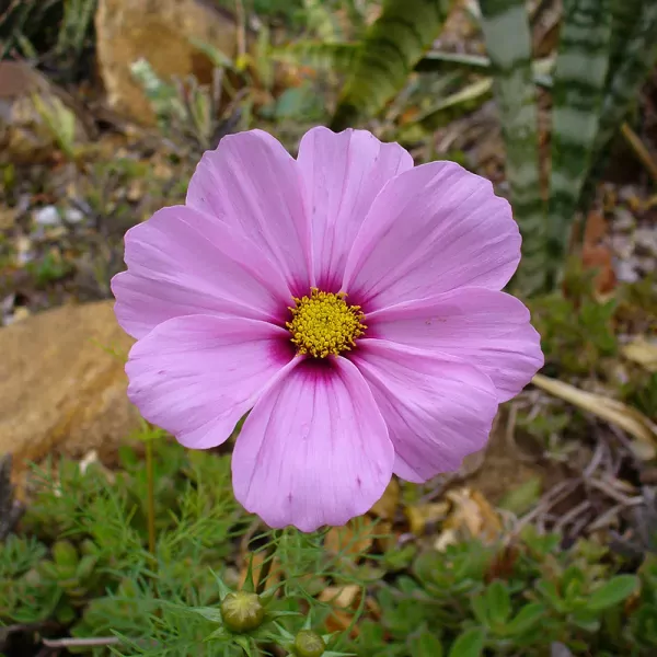 Cosmea