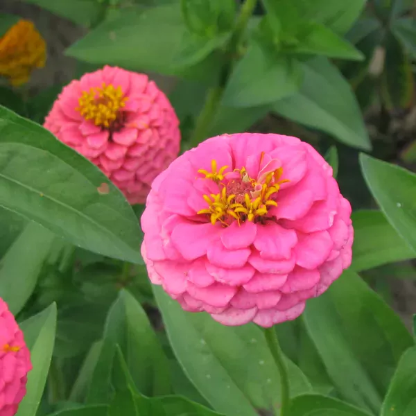 Zinnia, grootbloemig