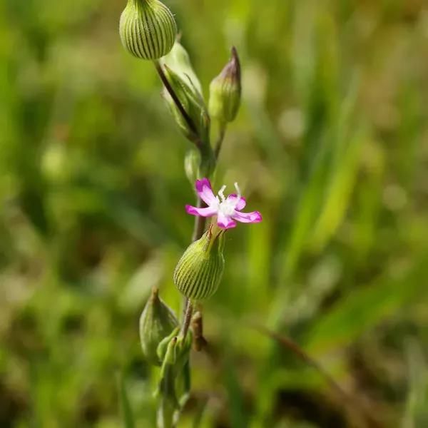 Kegelsilene