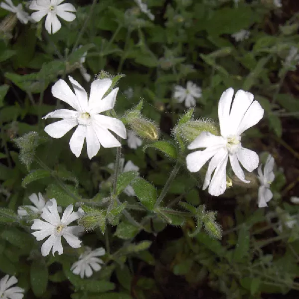 Nachtkoekoeksbloem