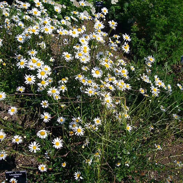 Margriet