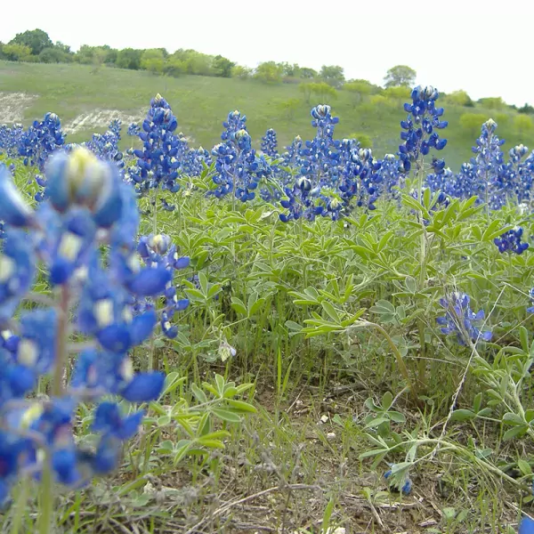 Blauwe Lupine