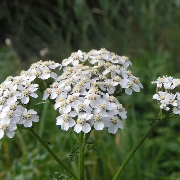 Duizendblad