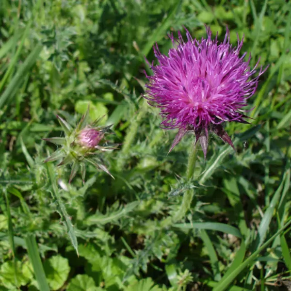 Knikkende Distel