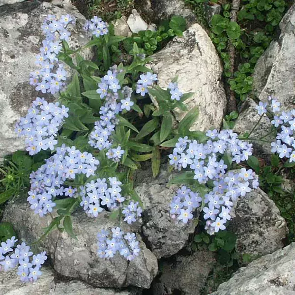 Alpenvergeet-mij-nietje