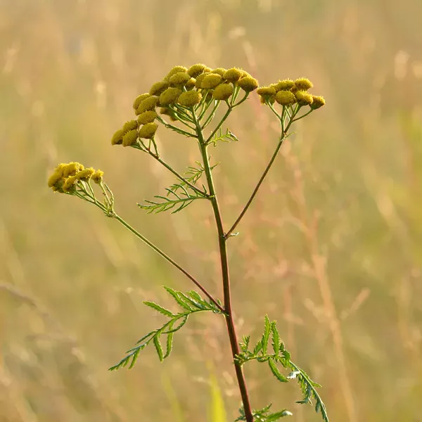 Boerenwormkruid