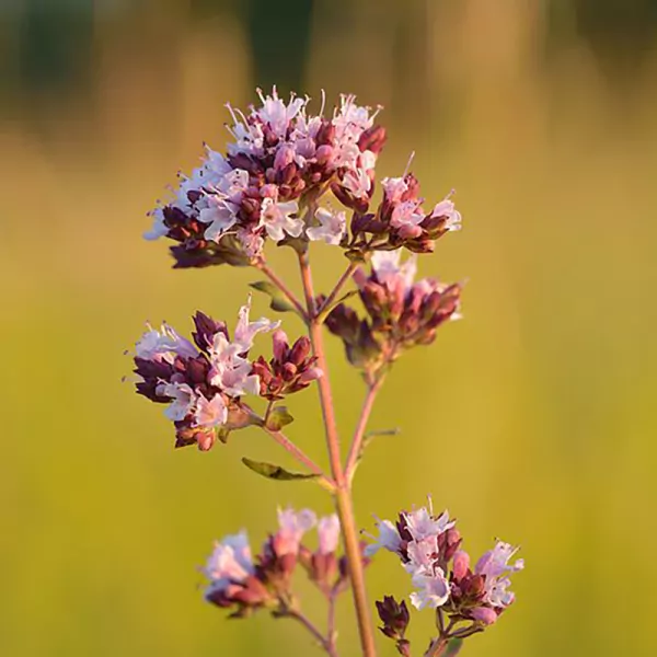 Wilde Marjolein