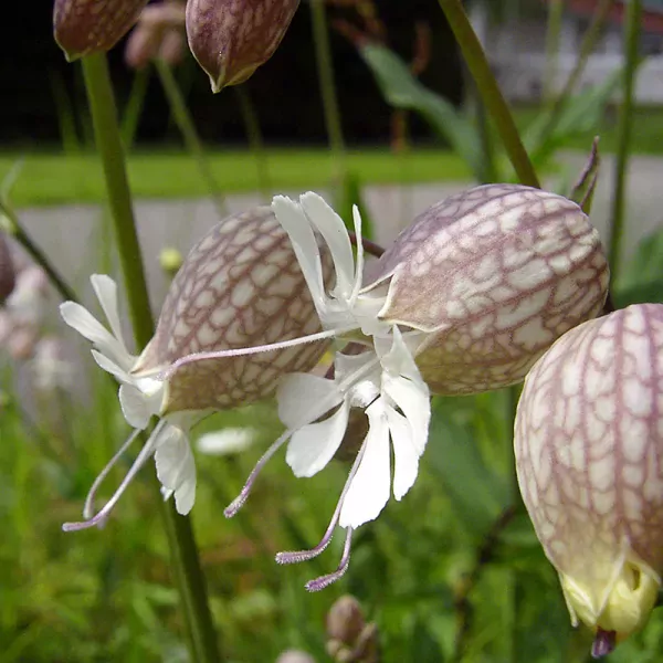 Blaassilene