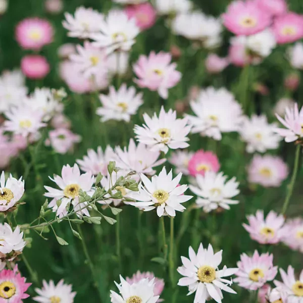 Zonnestrobloem