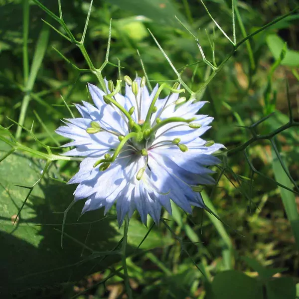 Juffertje-in-het-Groen