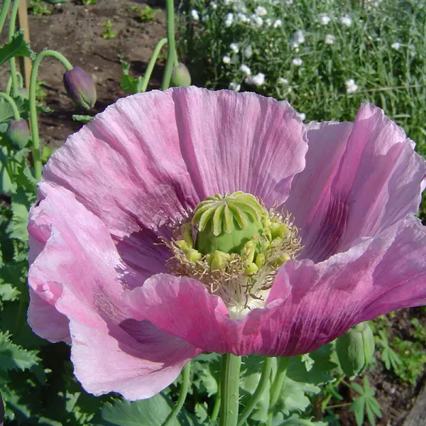 Bolpapaver