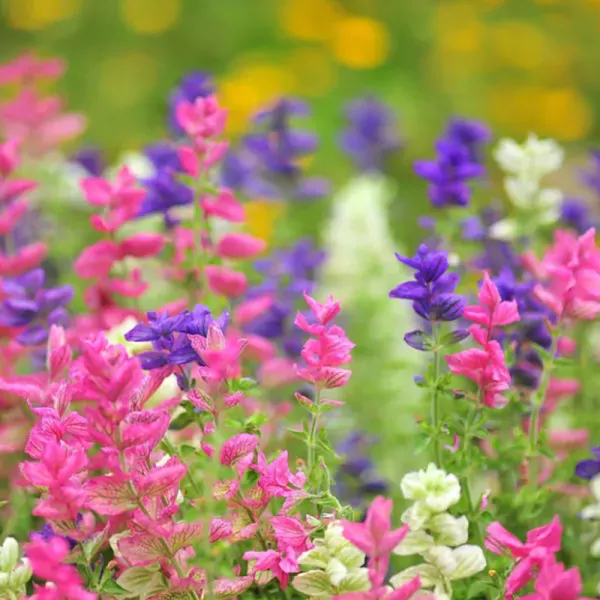 Bladsalvia