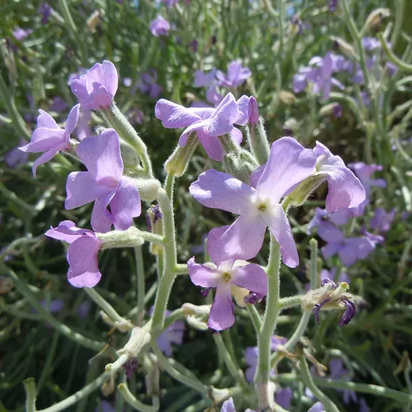 Strandviolier