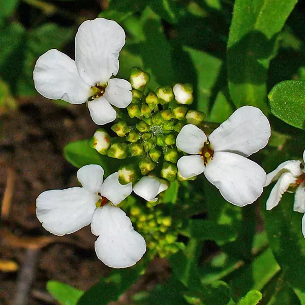 Bittere Scheefbloem