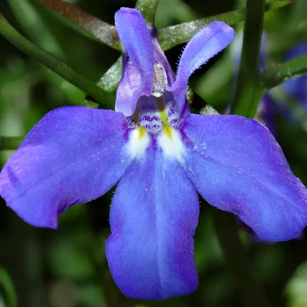 Tuinlobelia