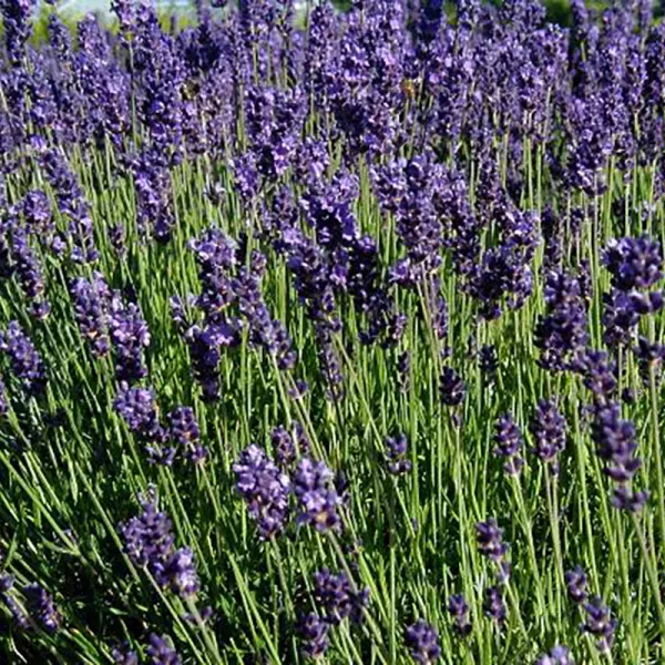 Lavendel