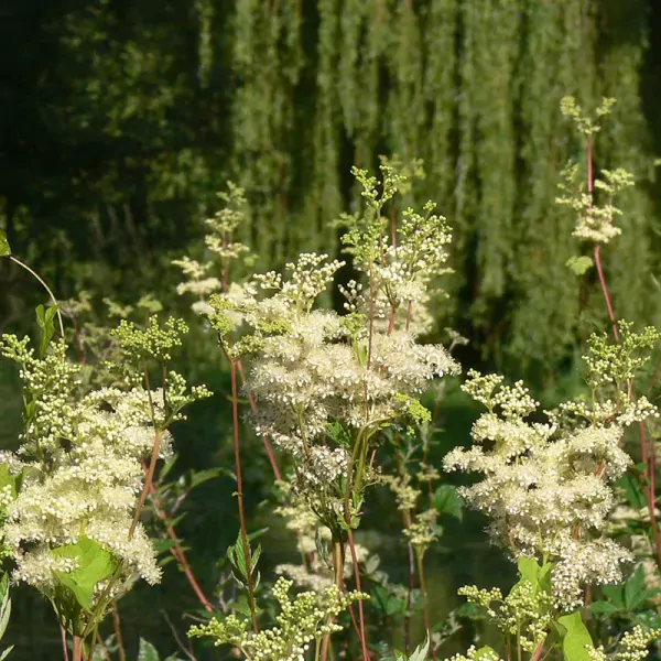 Moerasspirea