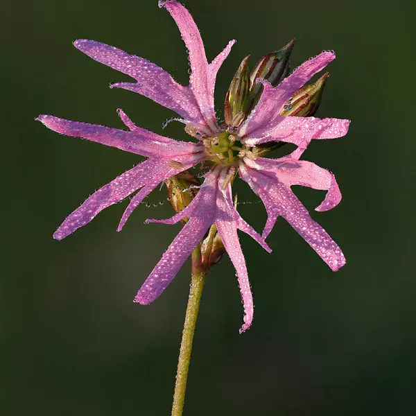 Echte Koekoeksbloem