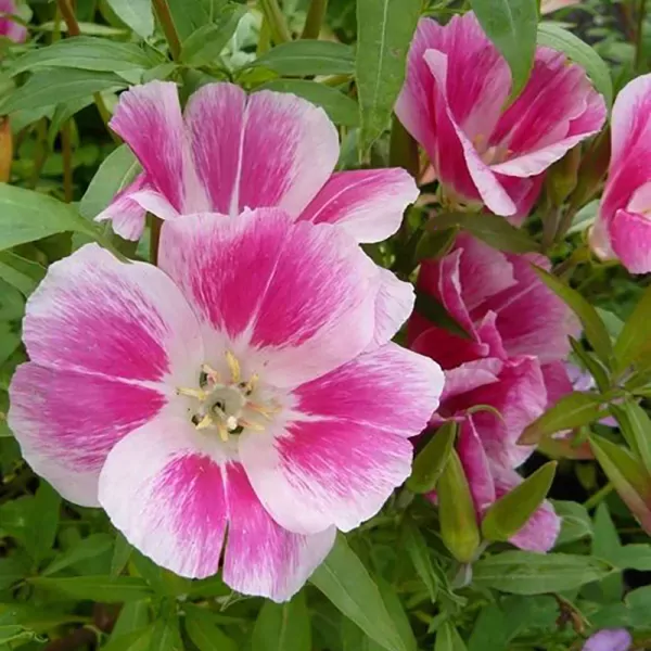 Zomerazalea