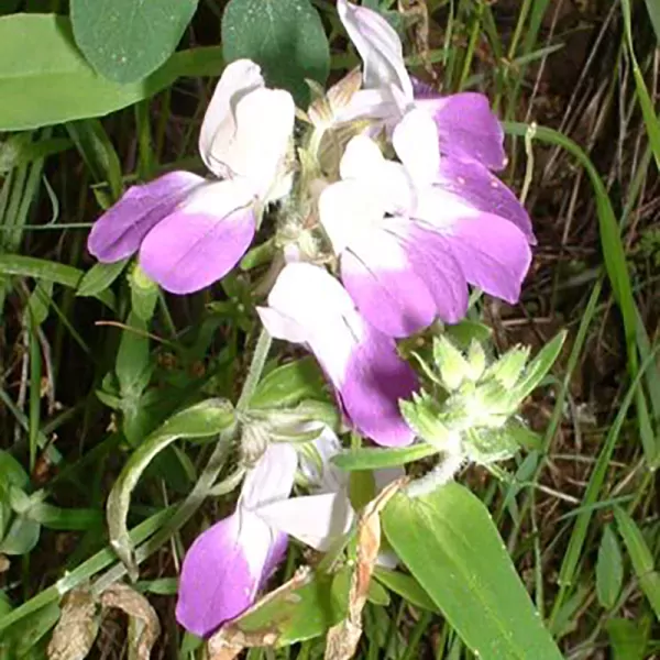 Collinsia