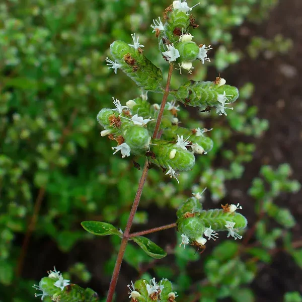 Echte Marjolein