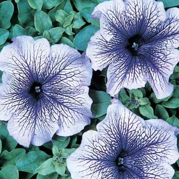 Blauwe Petunia