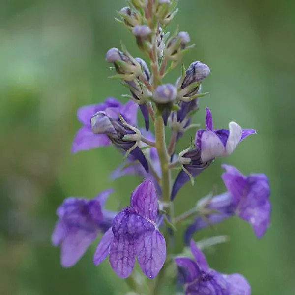 Blauwe Grote Leeuwenbek