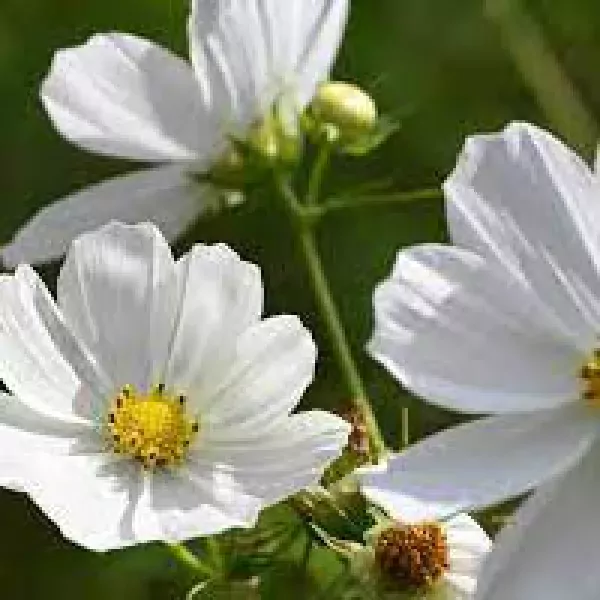 Witte Cosmea