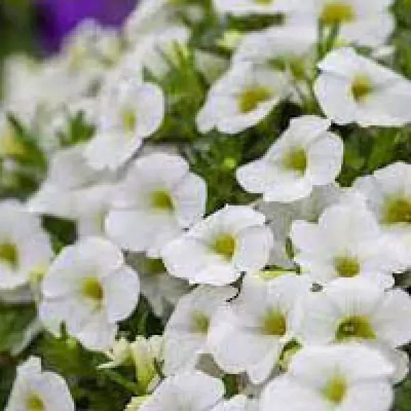 Witte Petunia