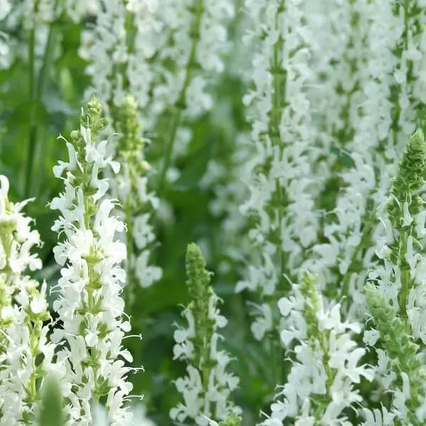 Witte Bladsalvia