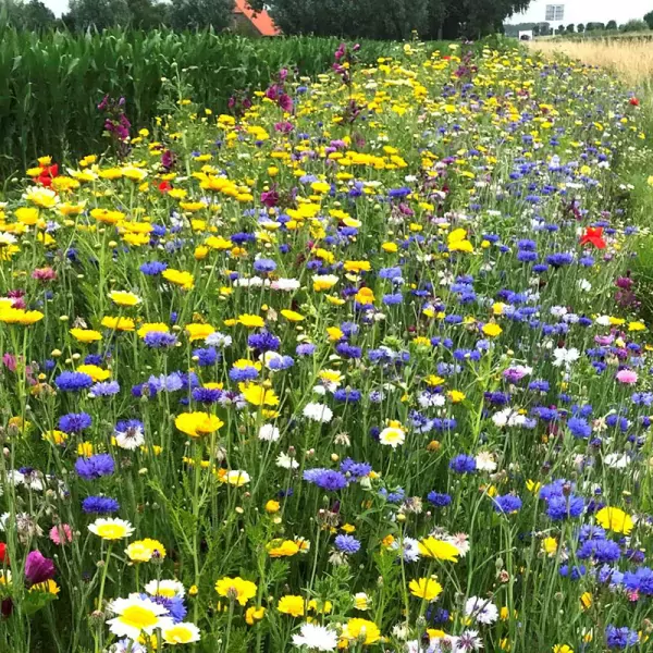 Akkerrand Bloemrijk 1