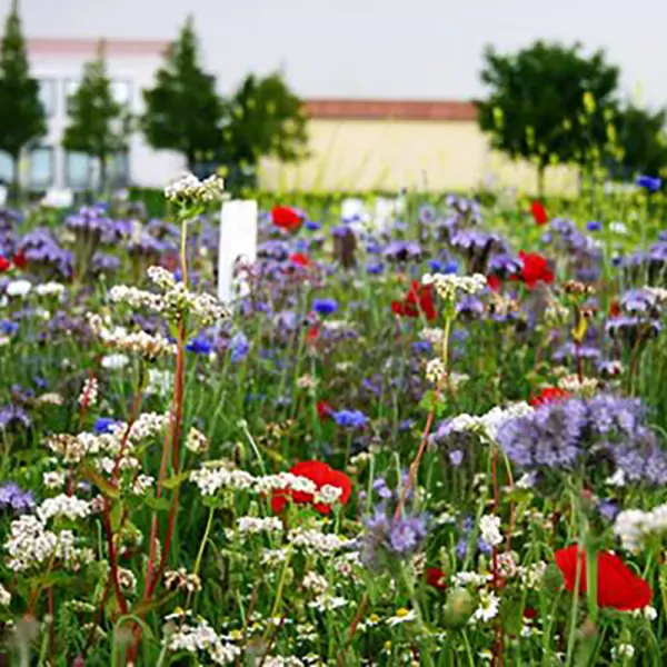 akkerrand-bloemrijk-2