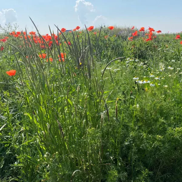 Kruidenweide 3 Vochtige Gronden