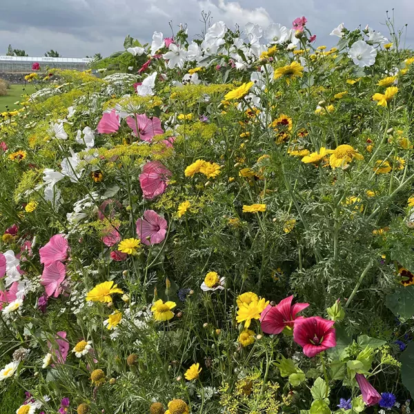 Snijbloemen