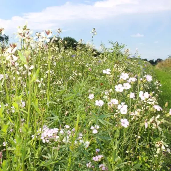 White Florance